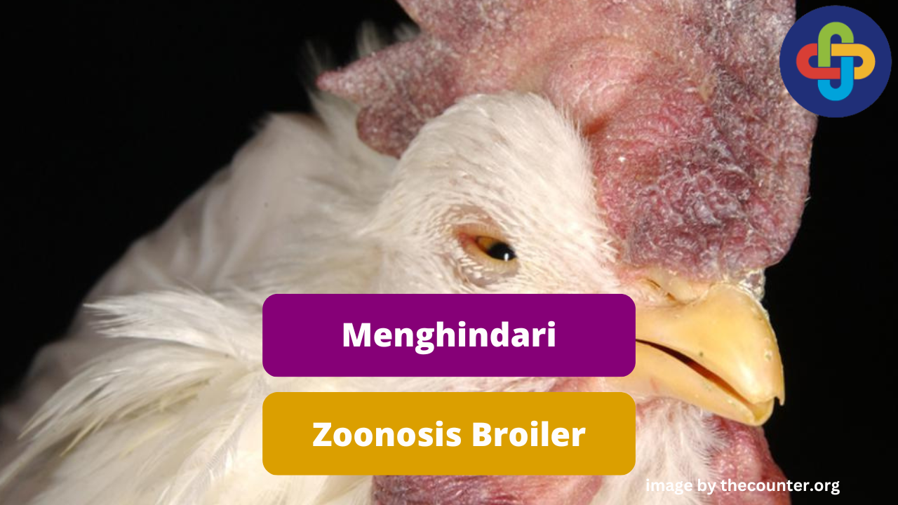Tips Menghindari Zoonosis Ayam Broiler